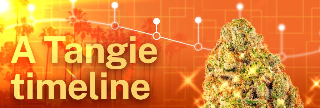 a tangie strain family timeline